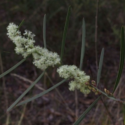 Acacia suaveolens