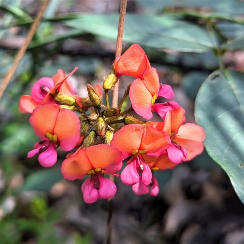 Kennedia coccinea