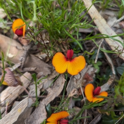 Isotropis cuneifolia