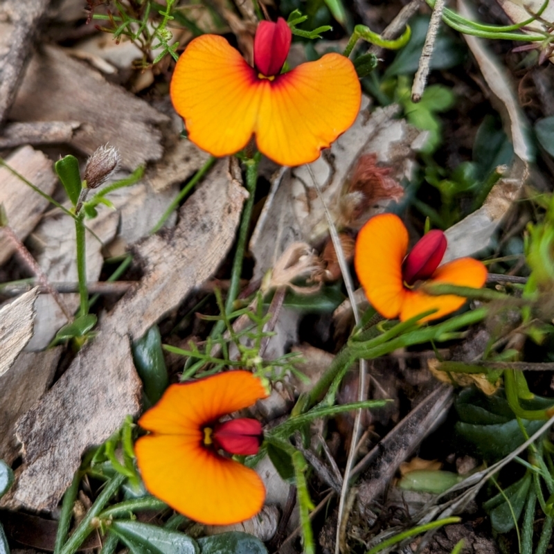 Isotropis cuneifolia