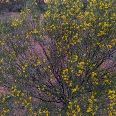 Senna artemisioides