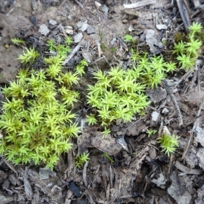 Barbula crinita