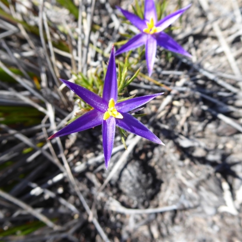 Calectasia grandiflora