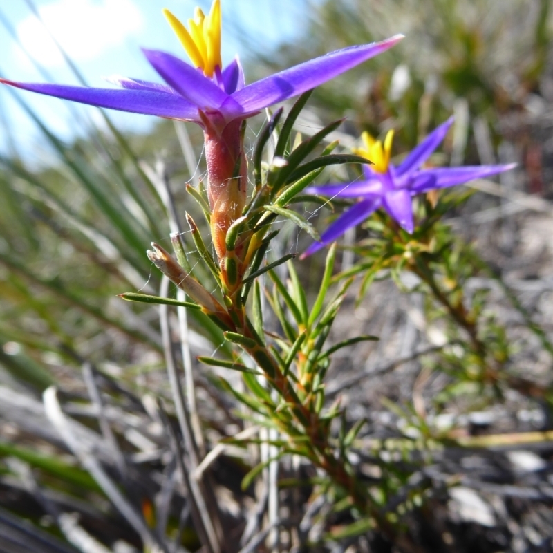 Calectasia grandiflora