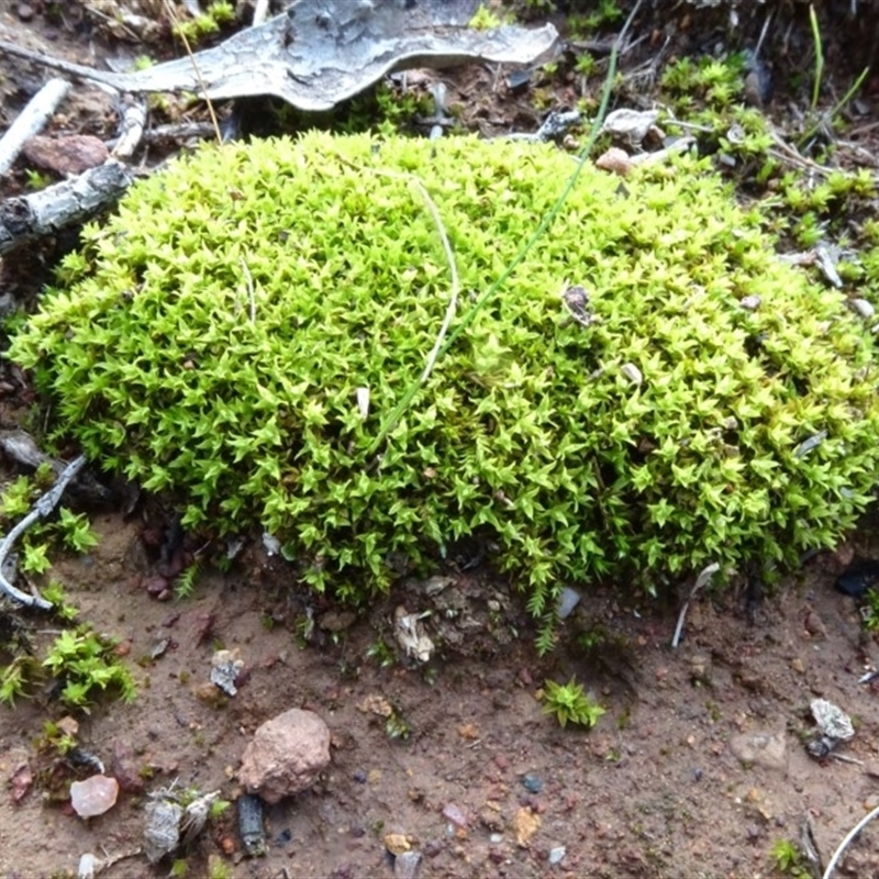 Barbula sp.