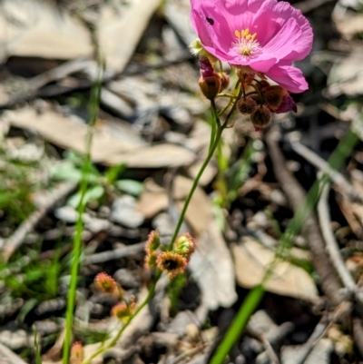 Drosera menziesii