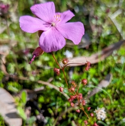 Drosera menziesii