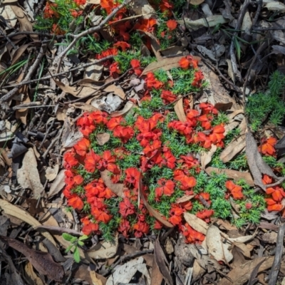 Lechenaultia formosa