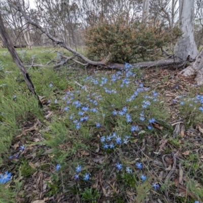 Lechenaultia biloba