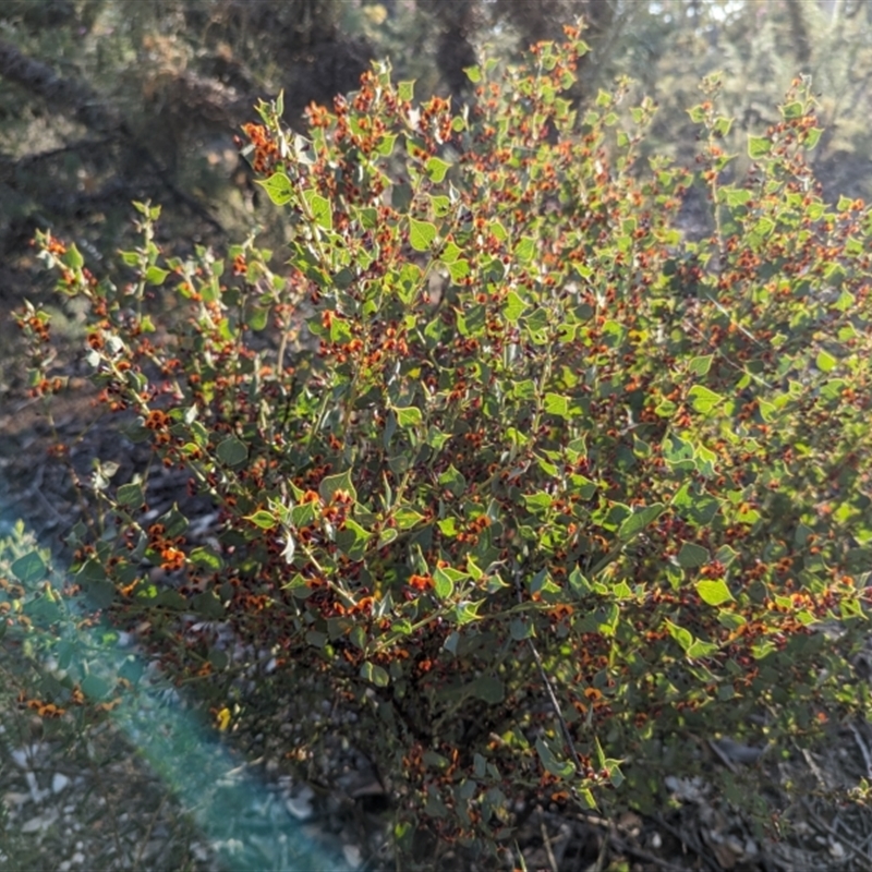 Daviesia rhombifolia