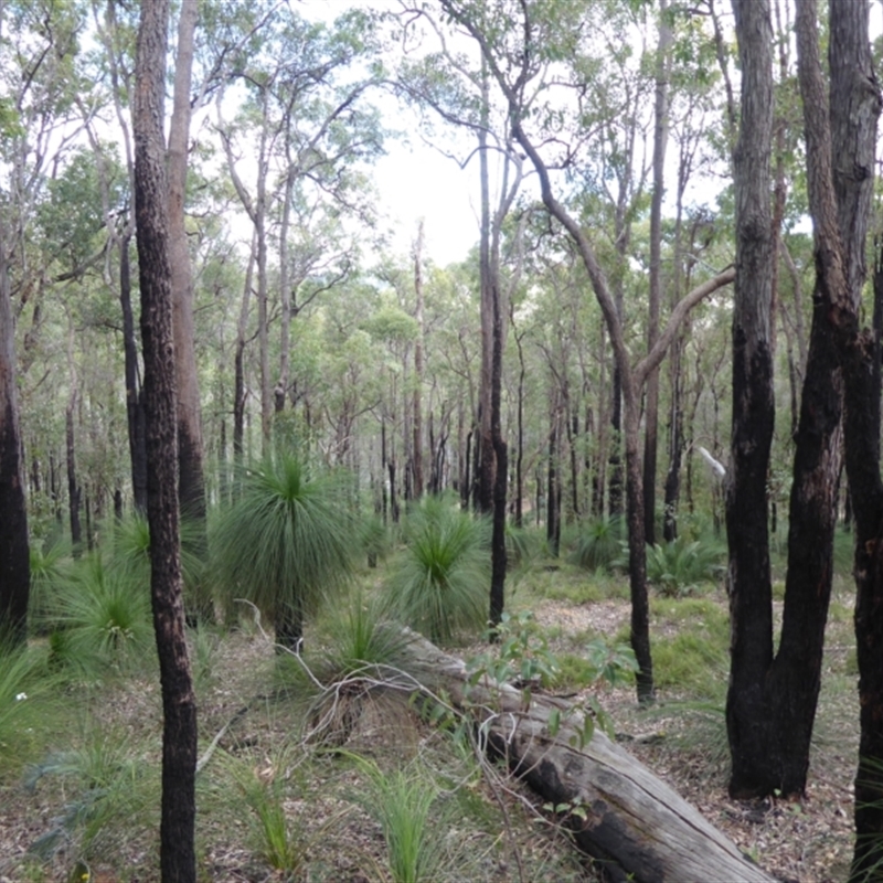 Xanthorrhoea preissii