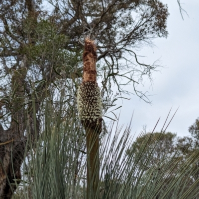 Xanthorrhoea drummondii