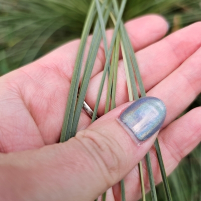 Xanthorrhoea glauca subsp. glauca