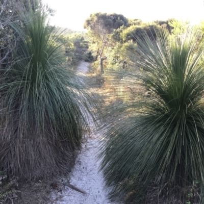 Xanthorrhoea johnsonii