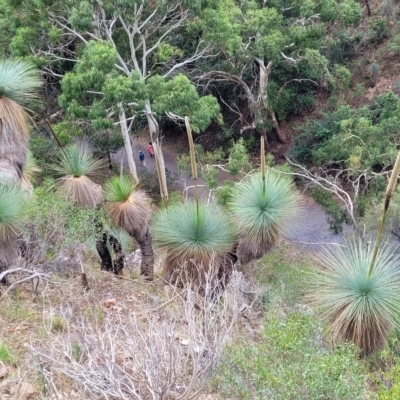 Xanthorrhoea quadrangulata