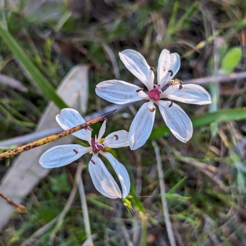 Burchardia multiflora