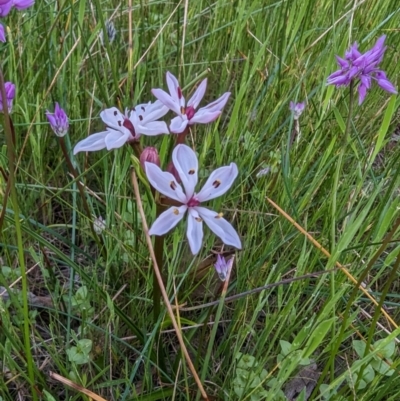 Burchardia multiflora