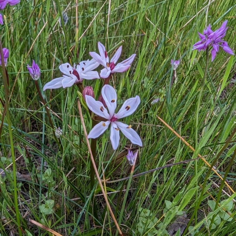 Burchardia multiflora