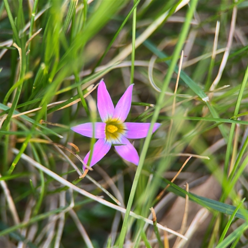 Romulea rosea