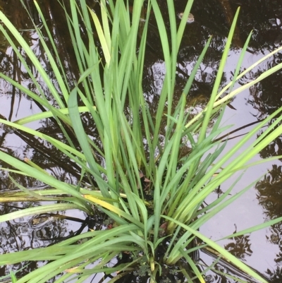 Dietes bicolor