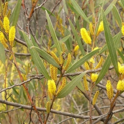 Acacia subtilinervis