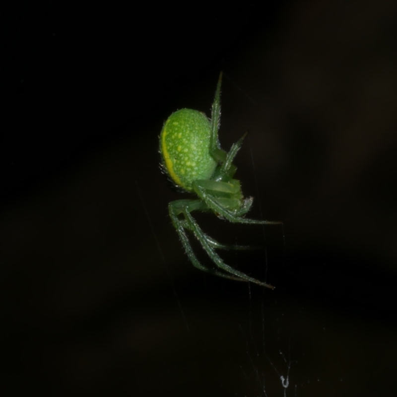 Araneus psittacinus