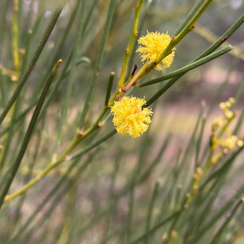 Acacia calamifolia