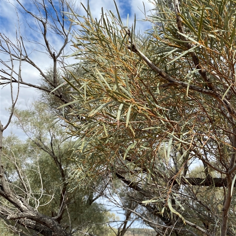 Acacia calcicola