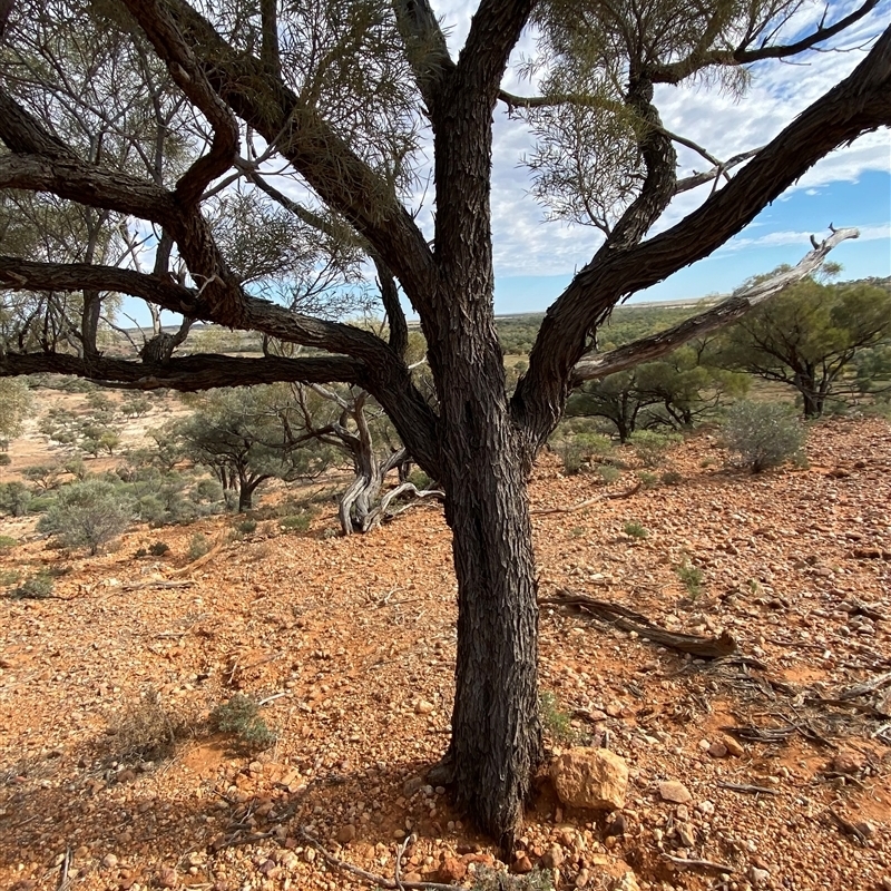 Acacia calcicola