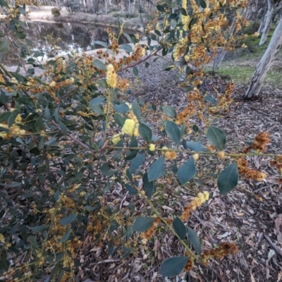 Acacia celastrifolia