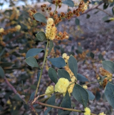 Acacia celastrifolia