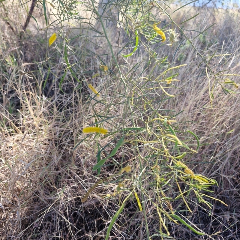 Acacia chisholmii