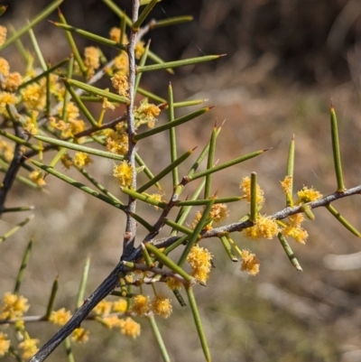 Acacia colletioides