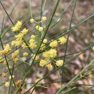 Acacia subulata