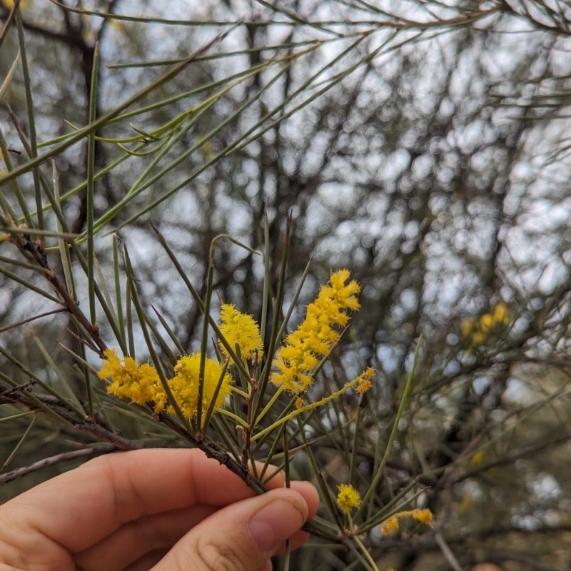 Acacia cyperophylla var. cyperophylla