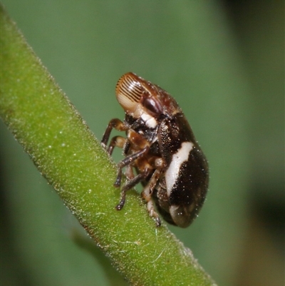 Bathyllus albicinctus