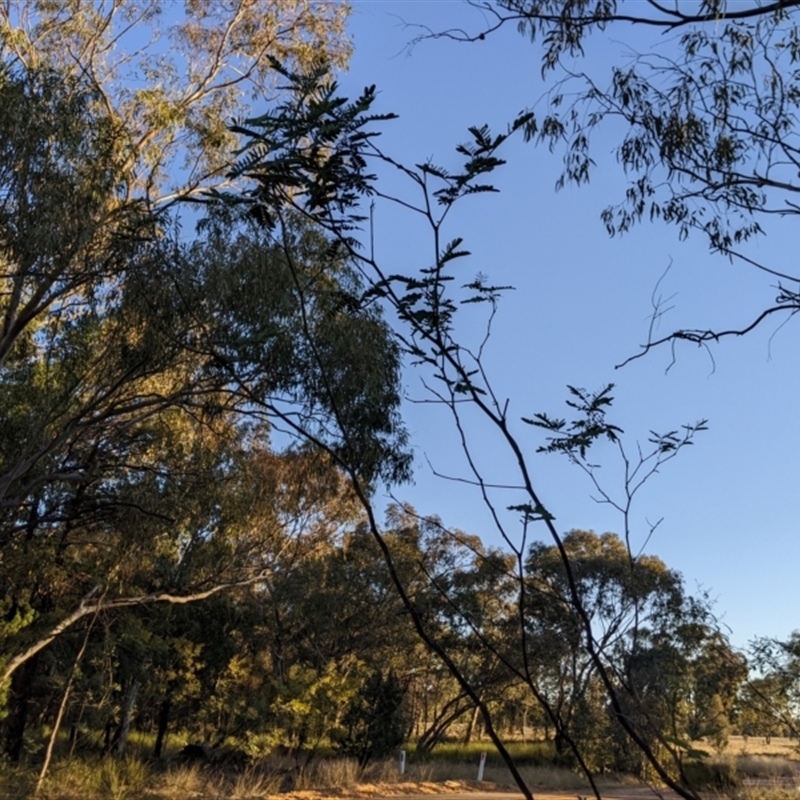 Acacia debilis