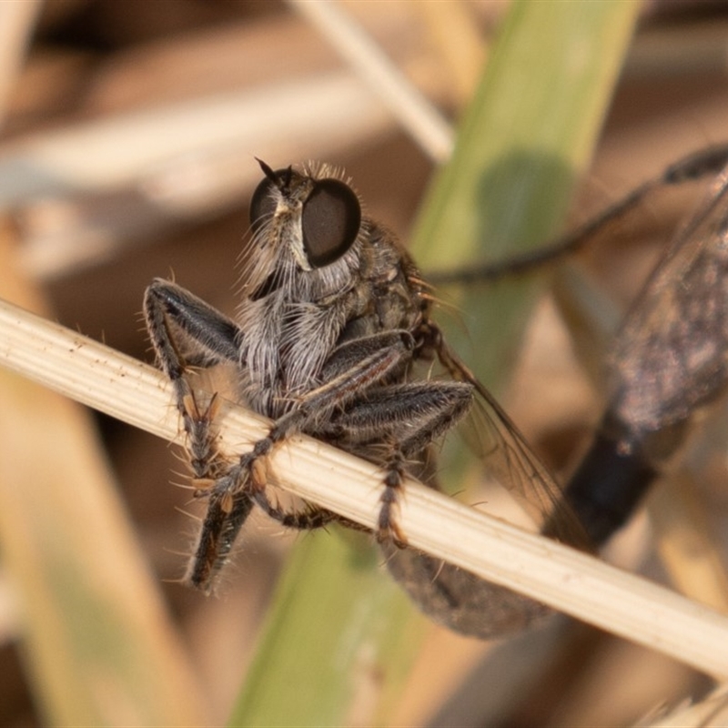 Bathypogon sp. (genus)