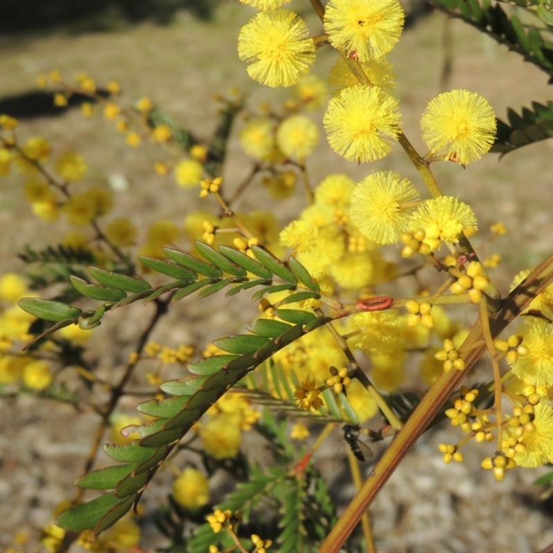 Acacia terminalis