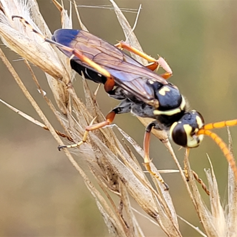 Batozonellus vespoides