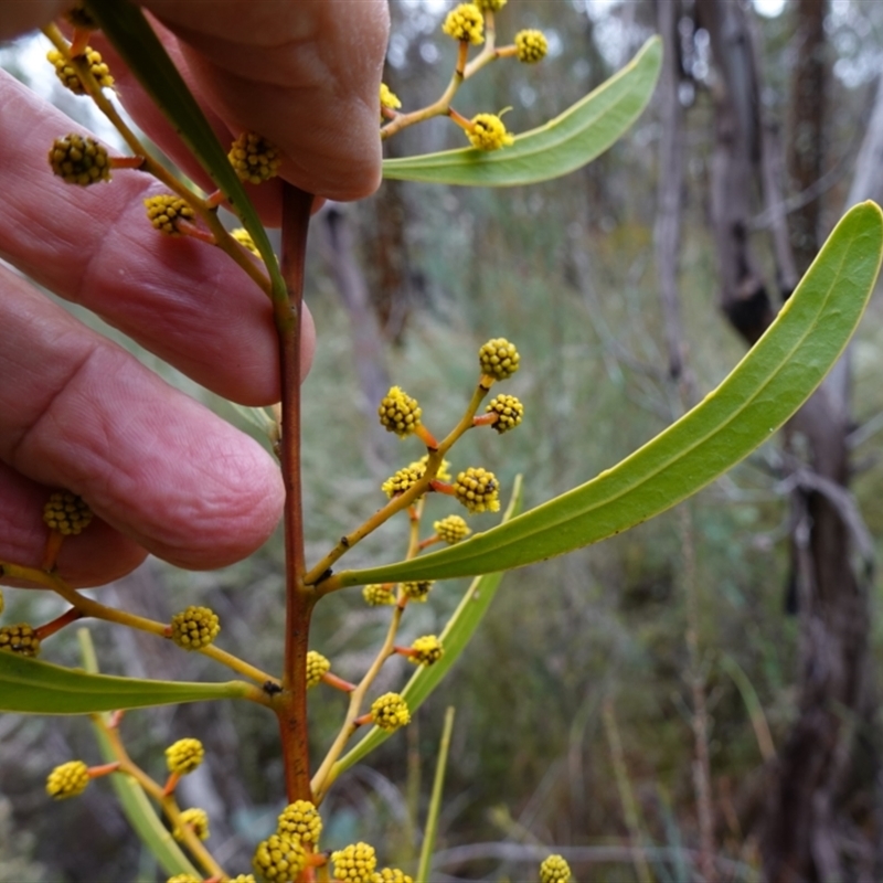 Acacia gladiiformis