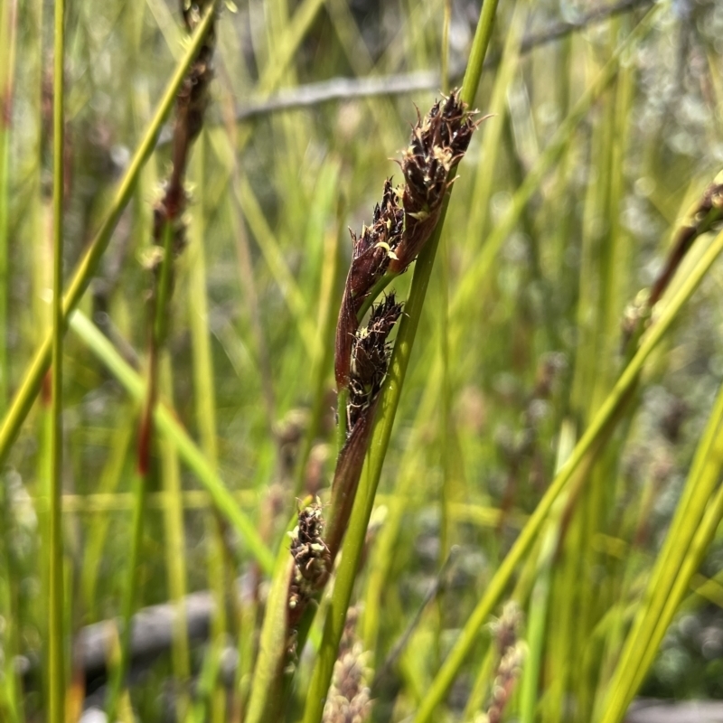 Machaerina rubiginosa