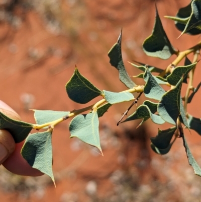 Acacia inaequilatera