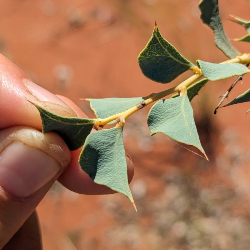 Acacia inaequilatera