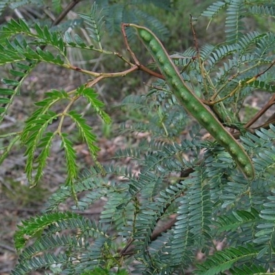 Acacia terminalis subsp. Glabrous form (M.Hancock 94)