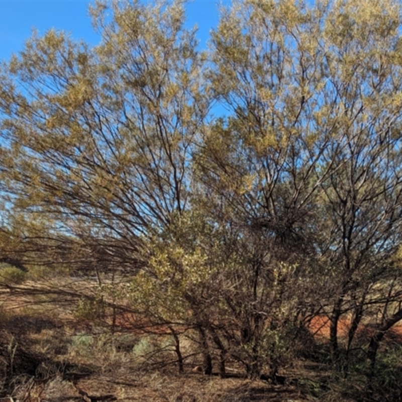 Acacia kempeana