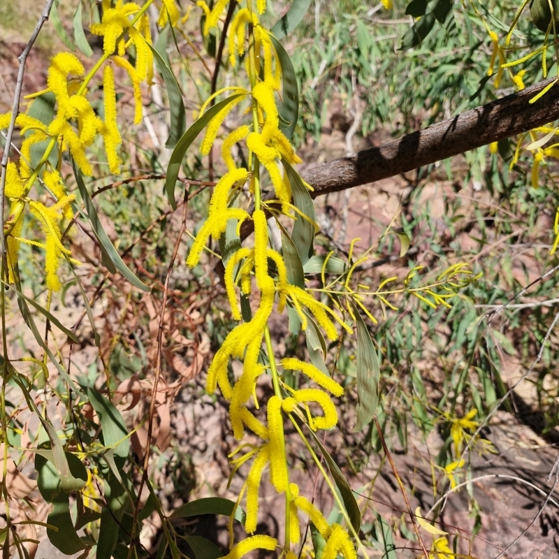 Acacia lamprocarpa