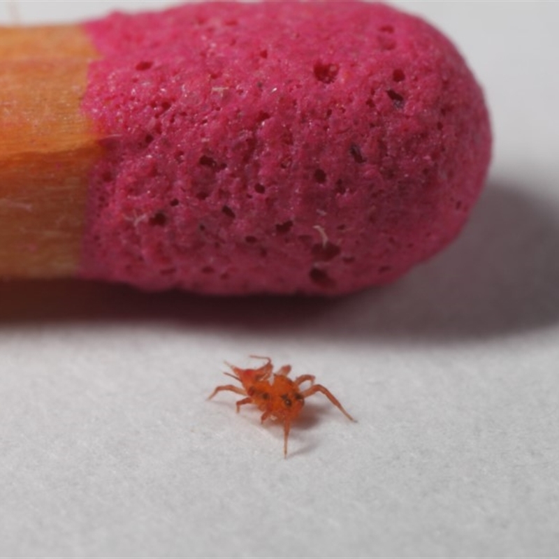Bdellidae sp. (family)