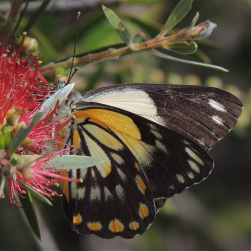 Belenois java