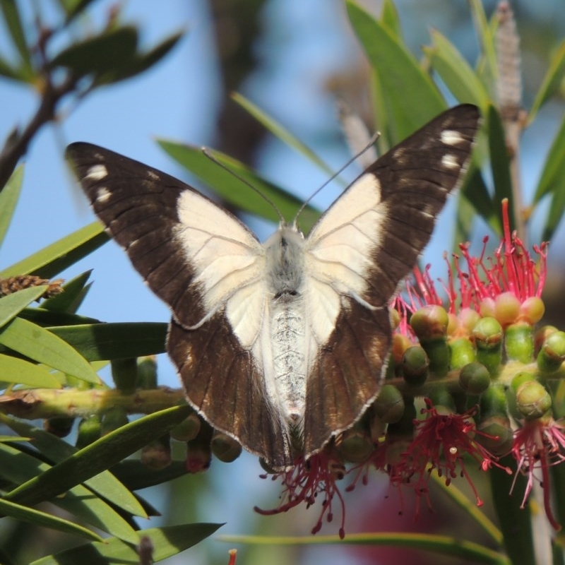 Belenois java